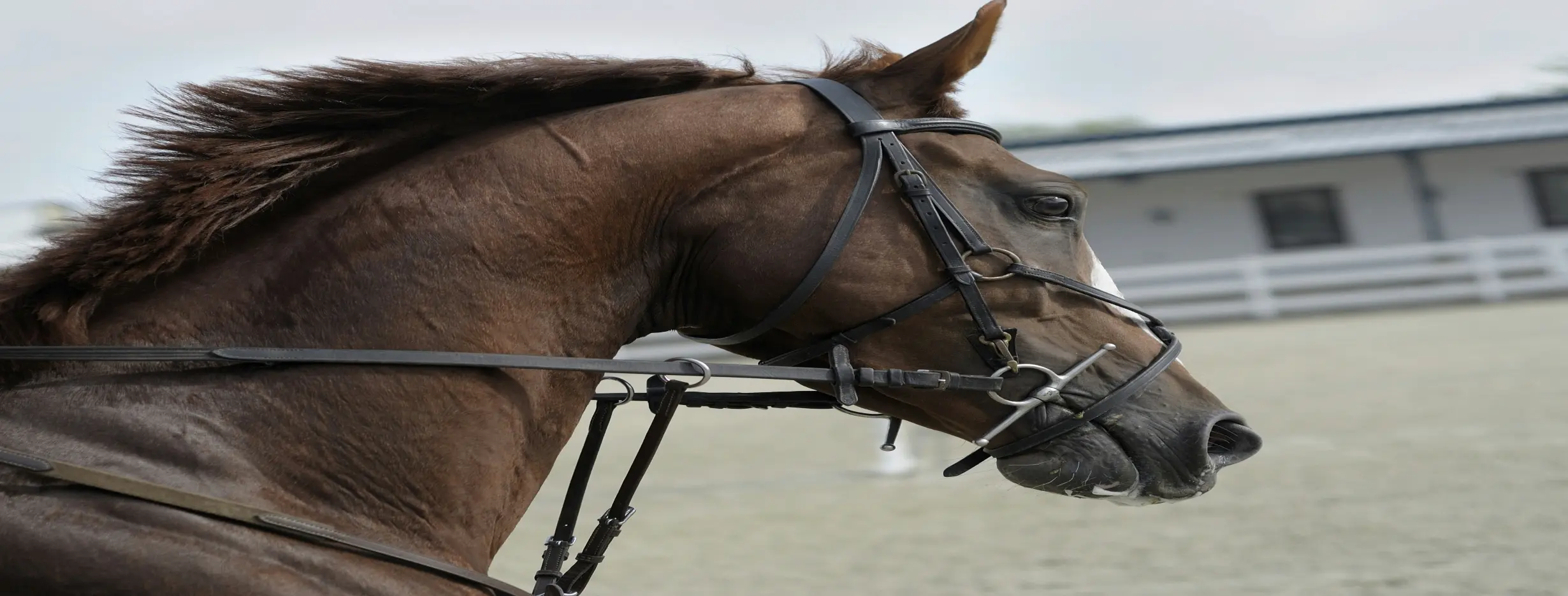 Image for Horse Country Charm